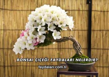 Bonsai Çiçeği Faydaları Nelerdir?