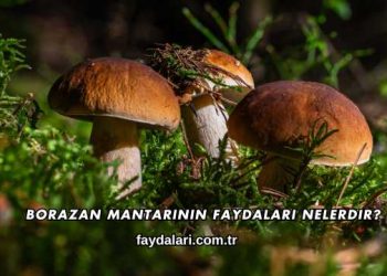 Borazan Mantarının Faydaları Nelerdir?