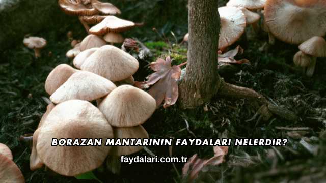 Borazan Mantarının Faydaları Nelerdir?