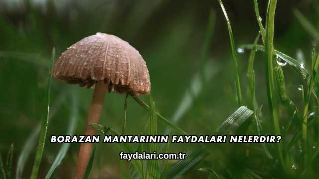 Borazan Mantarının Faydaları Nelerdir?