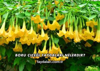 Boru Çiçeği Faydaları Nelerdir?