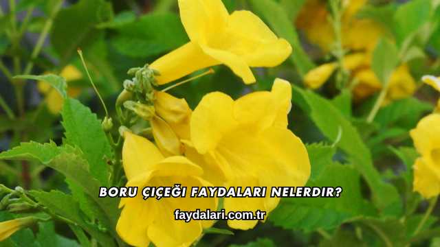 Boru Çiçeği Faydaları Nelerdir?