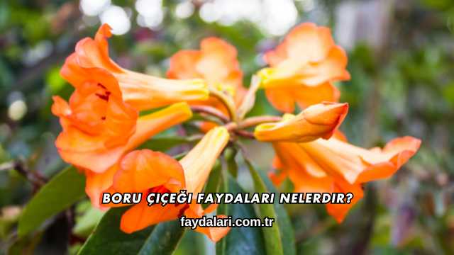 Boru Çiçeği Faydaları Nelerdir?