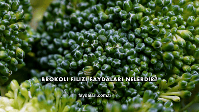 Brokoli Filizi Faydaları Nelerdir?