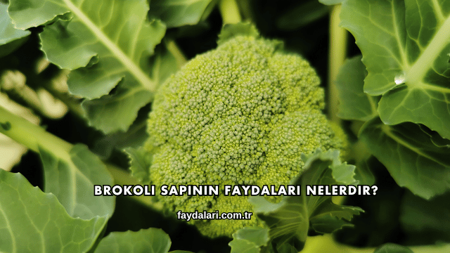 Brokoli Sapının Faydaları Nelerdir?