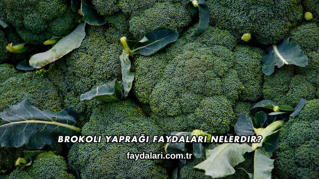 Brokoli Yaprağı Faydaları Nelerdir?