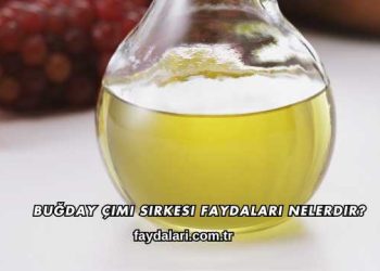 Buğday Çimi Sirkesi Faydaları Nelerdir?