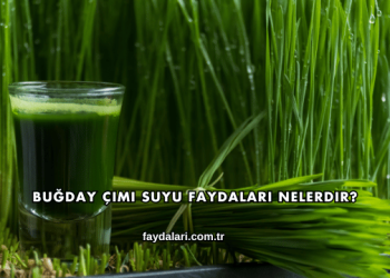 Buğday Çimi Suyu Faydaları Nelerdir?