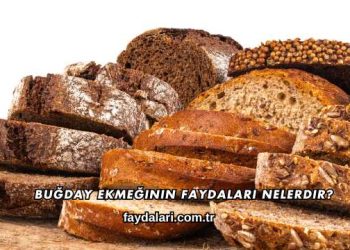 Buğday Ekmeğinin Faydaları Nelerdir?