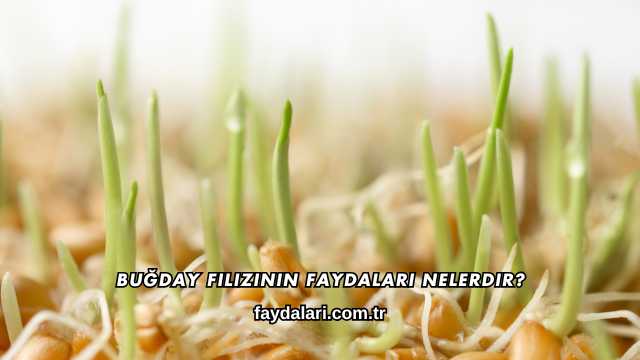 Buğday Filizinin Faydaları Nelerdir?