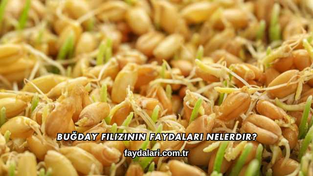 Buğday Filizinin Faydaları Nelerdir?