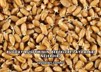 Buğday Ruşeyminin Bebeklere Faydaları Nelerdir?