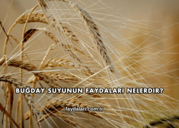 Buğday Suyunun Faydaları Nelerdir?