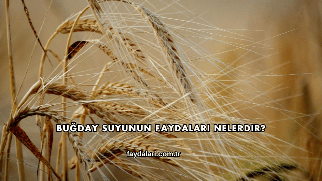 Buğday Suyunun Faydaları Nelerdir?