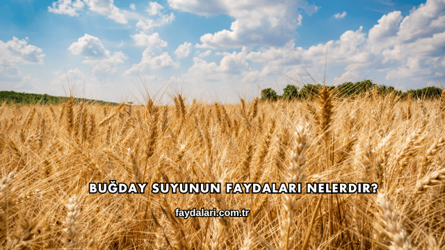 Buğday Suyunun Faydaları Nelerdir?