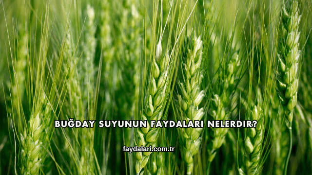 Buğday Suyunun Faydaları Nelerdir?