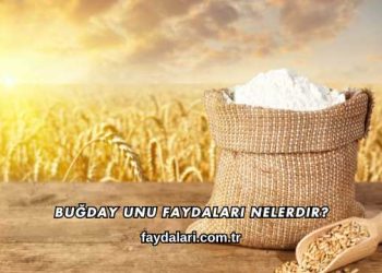 Buğday Unu Faydaları Nelerdir?