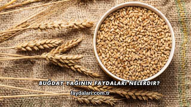 Buğday Yağının Faydaları Nelerdir?