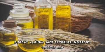 Buğday Yağının Saça Faydaları Nelerdir?