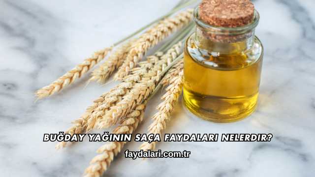 Buğday Yağının Saça Faydaları Nelerdir?