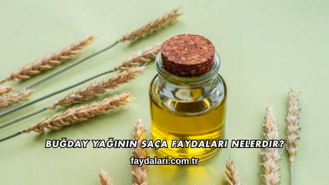 Buğday Yağının Saça Faydaları Nelerdir?