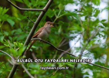 Bülbül Otu Faydaları Nelerdir?
