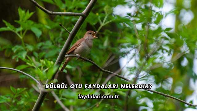 Bülbül Otu Faydaları Nelerdir?