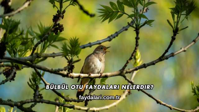 Bülbül Otu Faydaları Nelerdir?