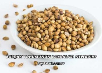 Burçak Tohumunun Faydaları Nelerdir?