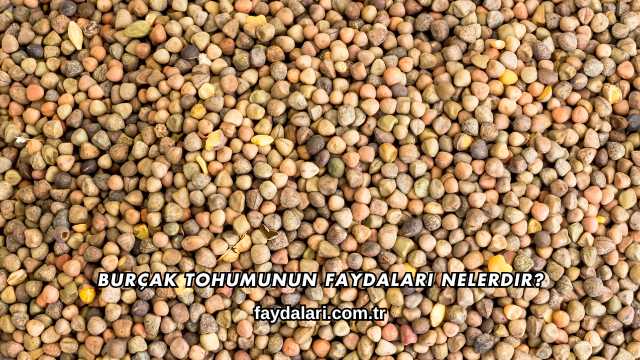 Burçak Tohumunun Faydaları Nelerdir?