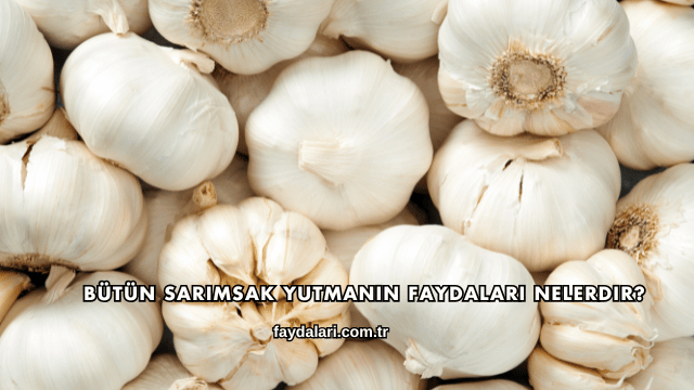 Bütün Sarımsak Yutmanın Faydaları Nelerdir?