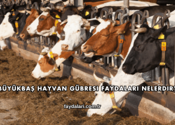 Büyükbaş Hayvan Gübresi Faydaları Nelerdir?