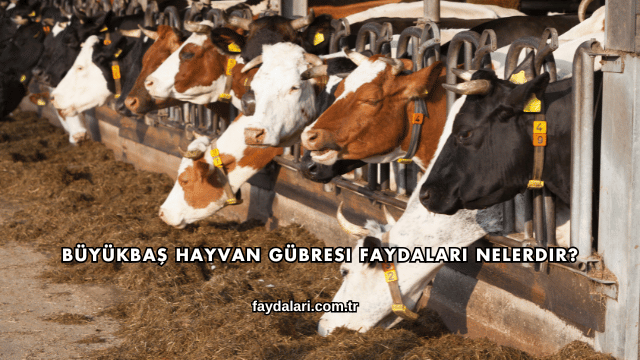 Büyükbaş Hayvan Gübresi Faydaları Nelerdir?