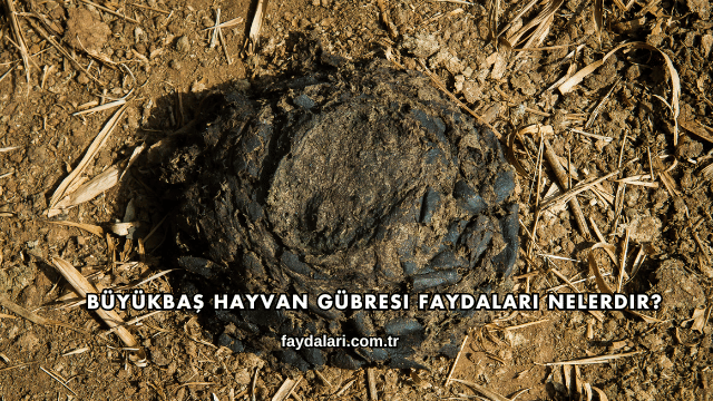 Büyükbaş Hayvan Gübresi Faydaları Nelerdir?