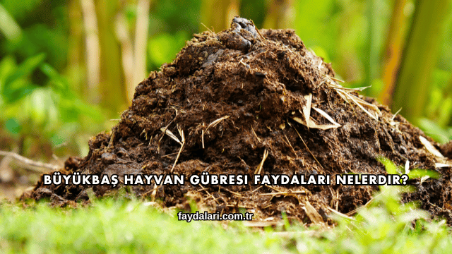 Büyükbaş Hayvan Gübresi Faydaları Nelerdir?
