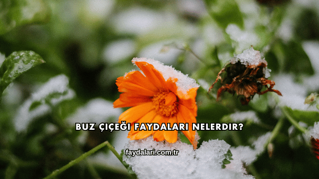Buz Çiçeği Faydaları Nelerdir?