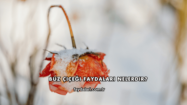 Buz Çiçeği Faydaları Nelerdir?