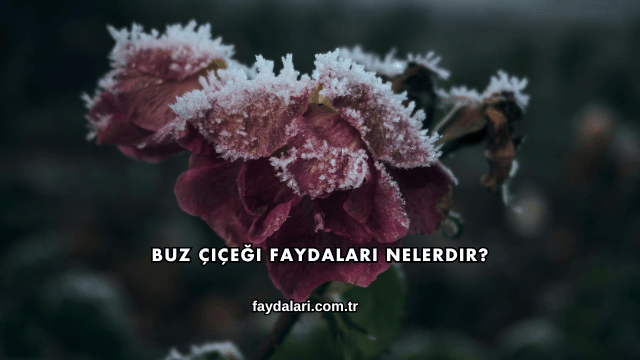 Buz Çiçeği Faydaları Nelerdir?