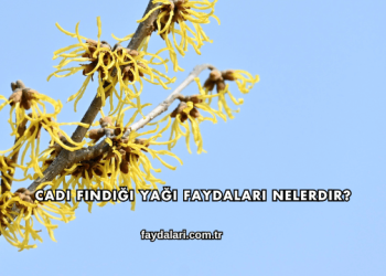 Cadı Fındığı Yağı Faydaları Nelerdir?