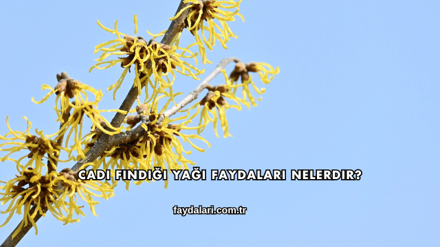 Cadı Fındığı Yağı Faydaları Nelerdir?