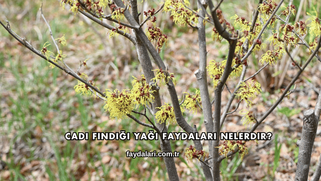 Cadı Fındığı Yağı Faydaları Nelerdir?