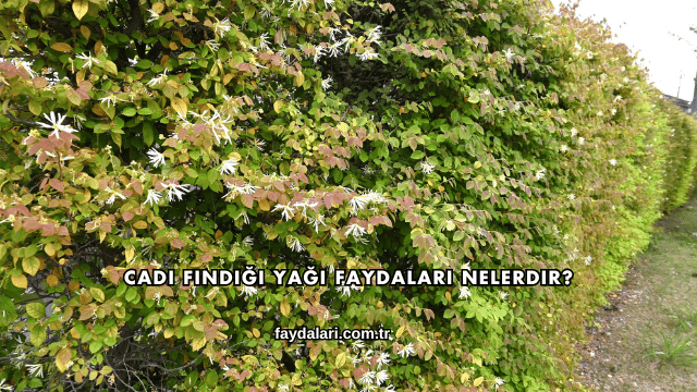 Cadı Fındığı Yağı Faydaları Nelerdir?