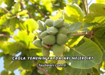 Çağla Yemenin Faydaları Nelerdir?