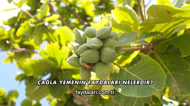 Çağla Yemenin Faydaları Nelerdir?