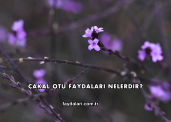 Çakal Otu Faydaları Nelerdir?