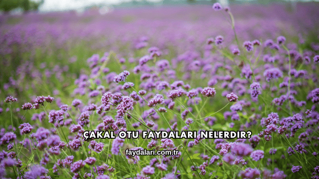 Çakal Otu Faydaları Nelerdir?