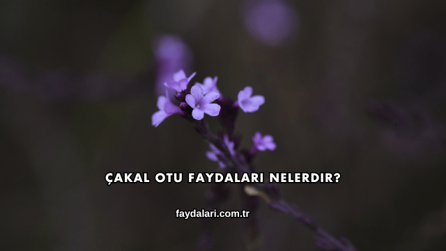 Çakal Otu Faydaları Nelerdir?