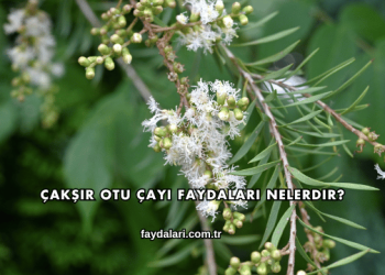 Çakşır Otu Çayı Faydaları Nelerdir?