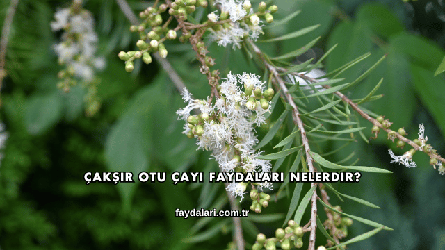Çakşır Otu Çayı Faydaları Nelerdir?