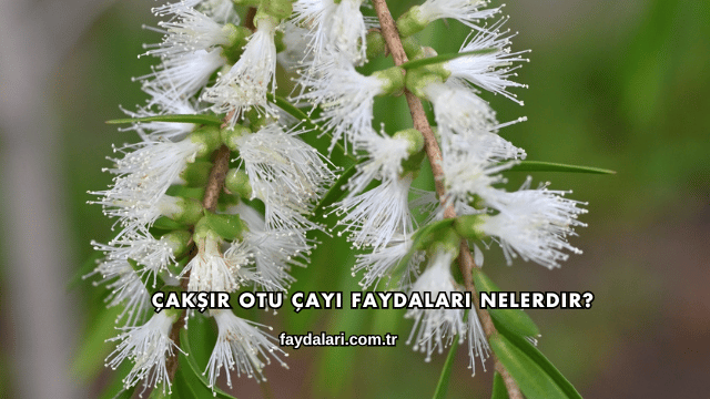 Çakşır Otu Çayı Faydaları Nelerdir?